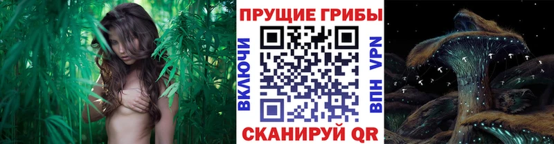 как найти закладки  Катав-Ивановск  Галлюциногенные грибы MAGIC MUSHROOMS 